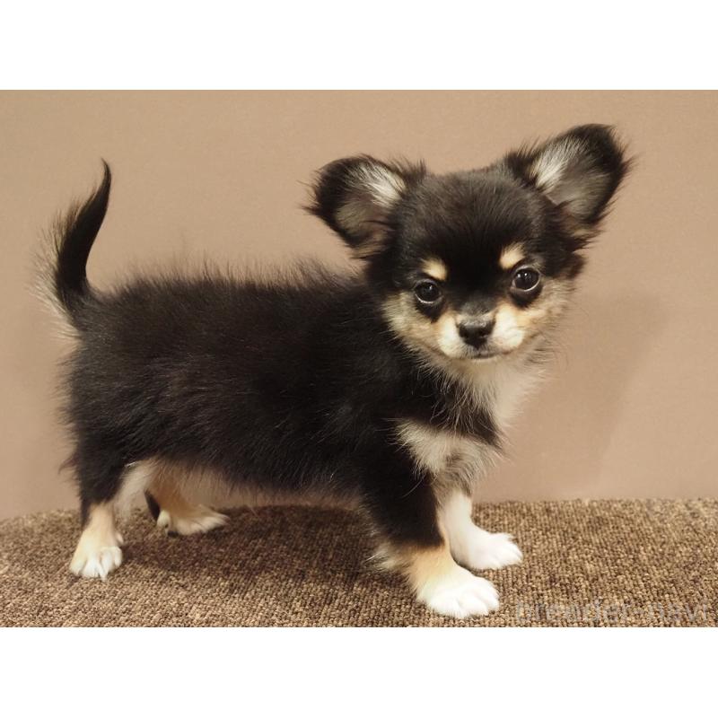 成約済の愛知県のチワワ(ロングコート)-433300の8枚目