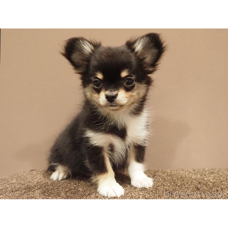 成約済の愛知県のチワワ(ロングコート)-433300の7枚目