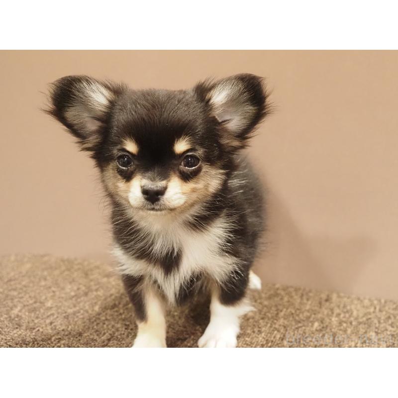 成約済の愛知県のチワワ(ロングコート)-433300の4枚目