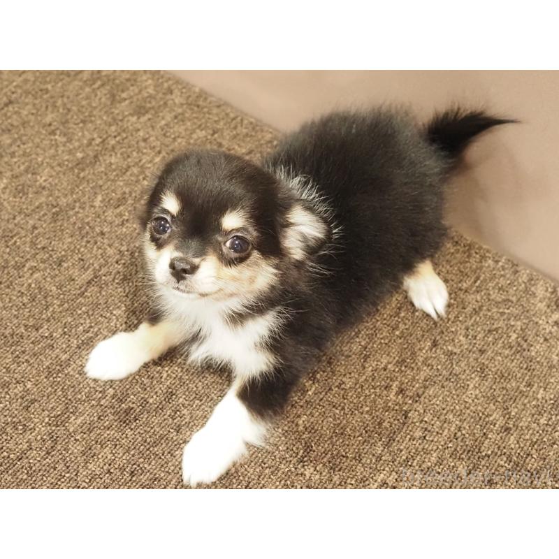 成約済の愛知県のチワワ(ロングコート)-433300の3枚目