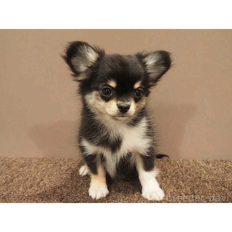 成約済の愛知県のチワワ(ロングコート)-433300の2枚目