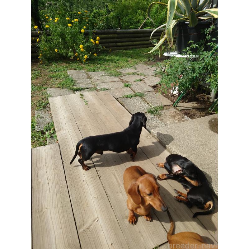 三沢房江ブリーダーの詳細