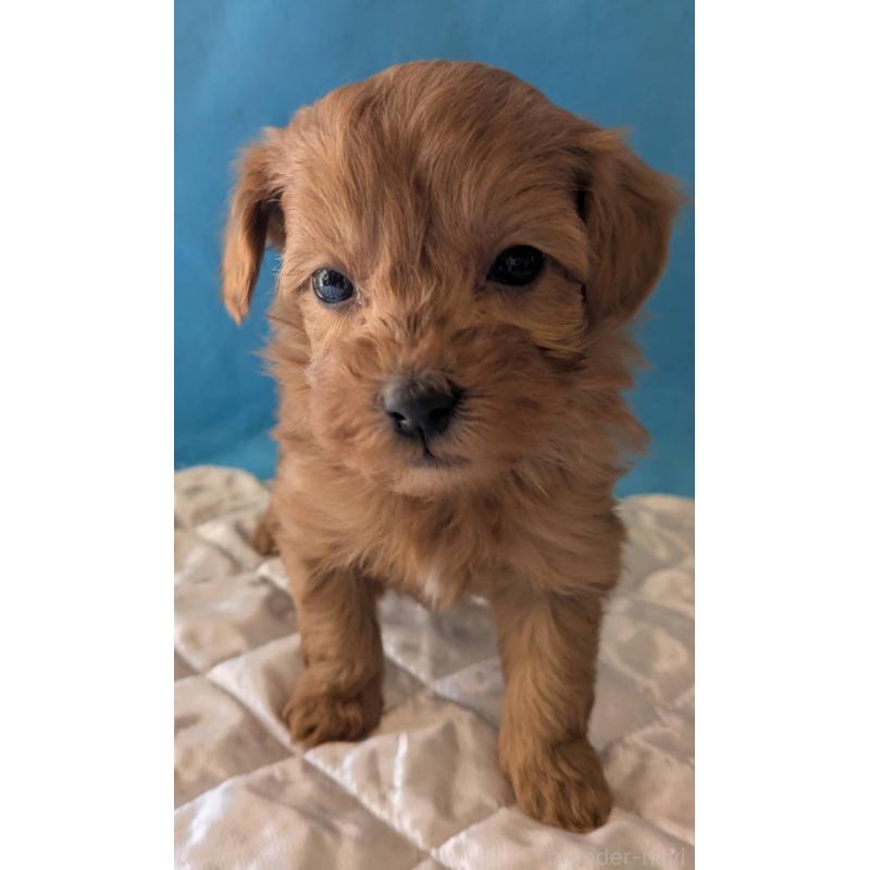 成約済の埼玉県のマルプー:マルチーズ×トイプードル-437684の10枚目