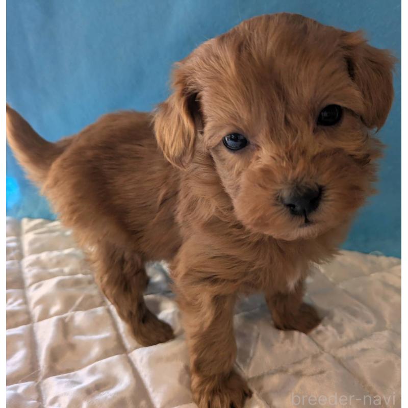 成約済の埼玉県のマルプー:マルチーズ×トイプードル-437684の9枚目