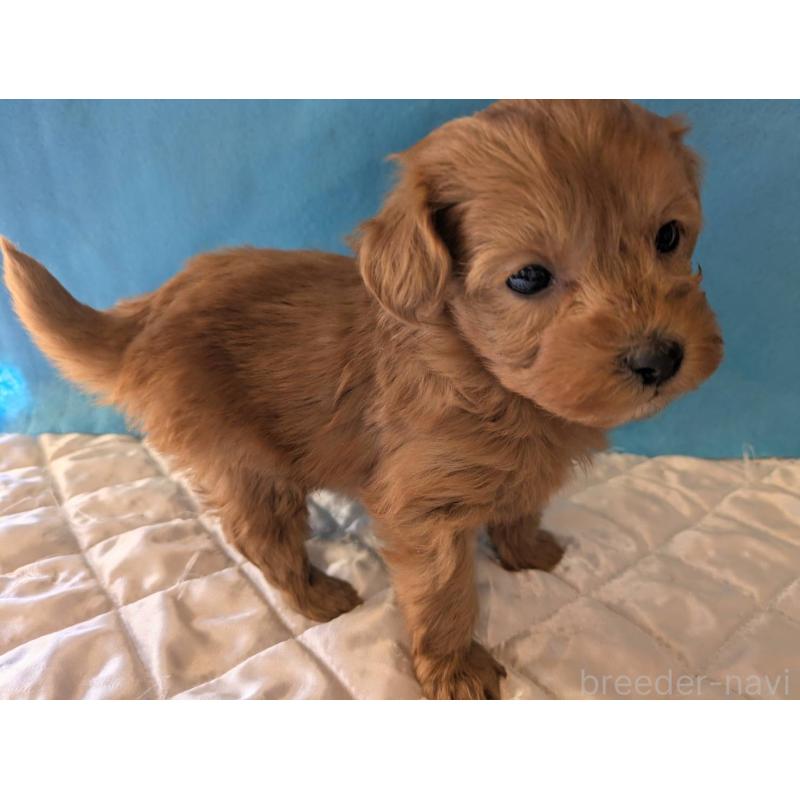 成約済の埼玉県のマルプー:マルチーズ×トイプードル-437684の8枚目