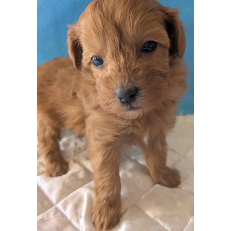 成約済の埼玉県のマルプー:マルチーズ×トイプードル-437684の7枚目