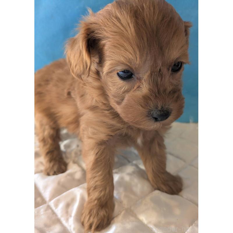 成約済の埼玉県のマルプー:マルチーズ×トイプードル-437684の6枚目