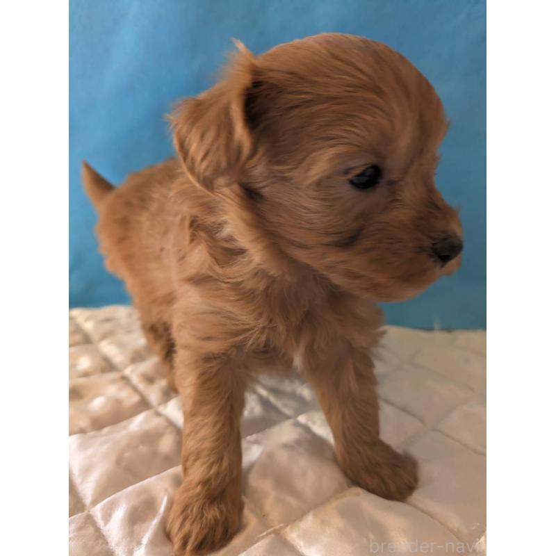 成約済の埼玉県のマルプー:マルチーズ×トイプードル-437684の5枚目