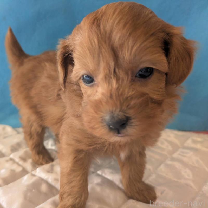 成約済の埼玉県のマルプー:マルチーズ×トイプードル-437684の4枚目