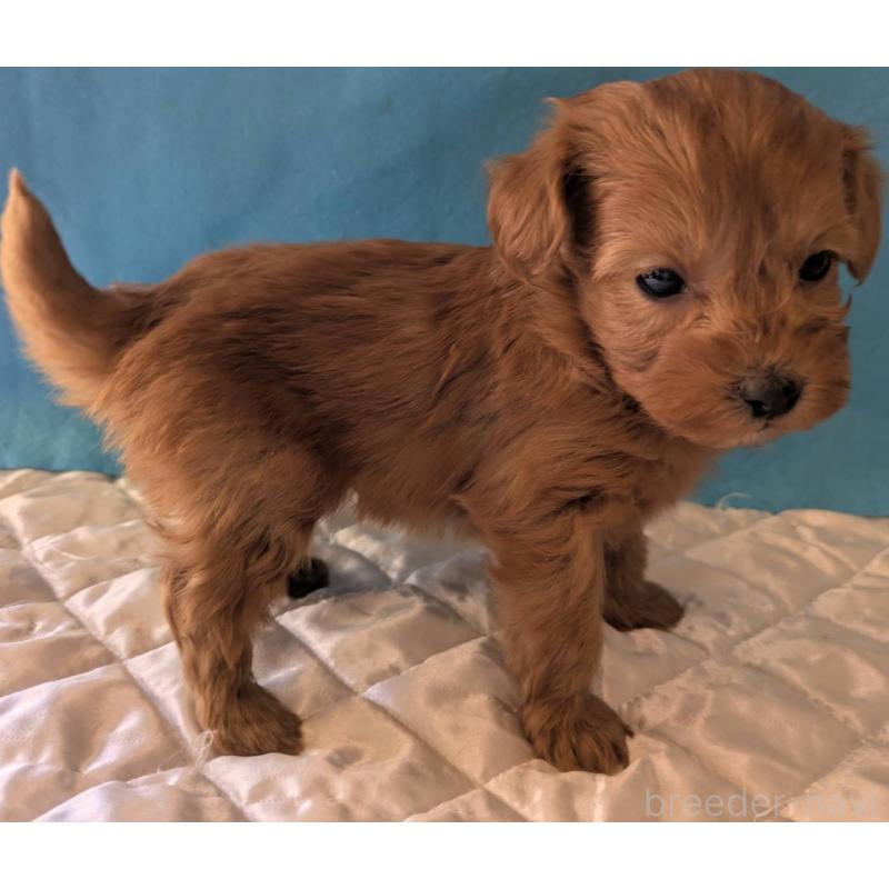 成約済の埼玉県のマルプー:マルチーズ×トイプードル-437684の3枚目