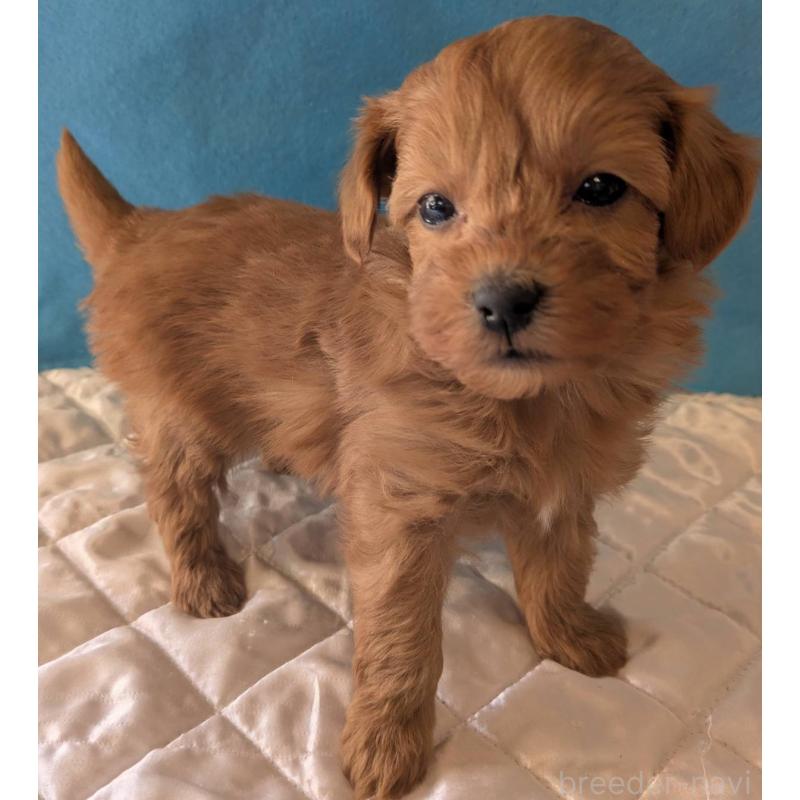 成約済の埼玉県のマルプー:マルチーズ×トイプードル-437684の2枚目