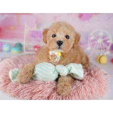 トイプードルの子犬