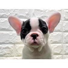 ♀︎フレンチブルドッグ