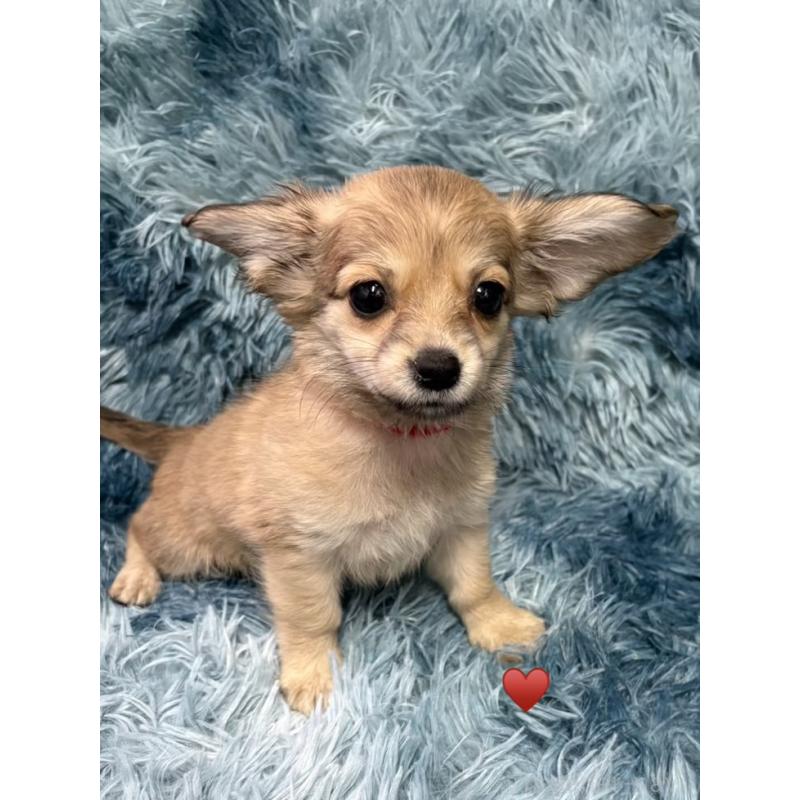 成約済の愛知県のチワックス:チワワ×ミニチュアダックスフンド-430158の8枚目