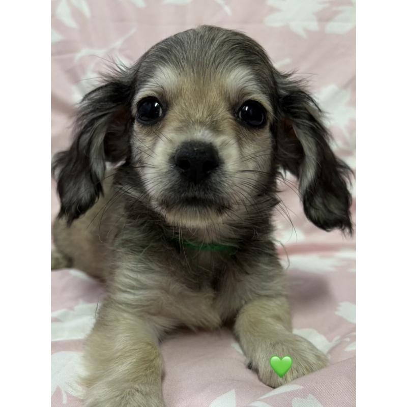 成約済の愛知県のチワックス:チワワ×ミニチュアダックスフンド-430979の8枚目