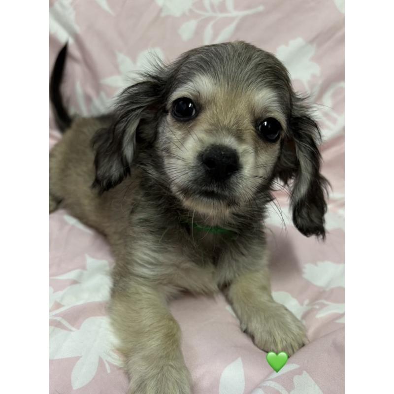 成約済の愛知県のチワックス:チワワ×ミニチュアダックスフンド-430979の7枚目