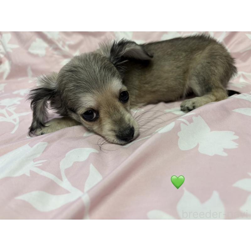 成約済の愛知県のチワックス:チワワ×ミニチュアダックスフンド-430979の6枚目