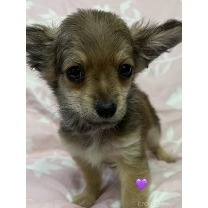 成約済の愛知県のチワックス:チワワ×ミニチュアダックスフンド-430983の2枚目