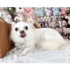 ♀︎チワワ(ロングコート)