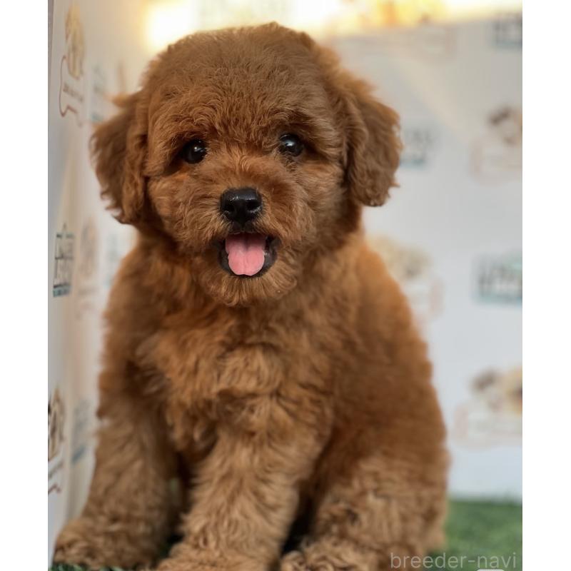 元吉株式会社ブリーダーの詳細の1枚目