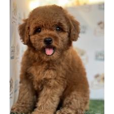 陳可揚ブリーダー