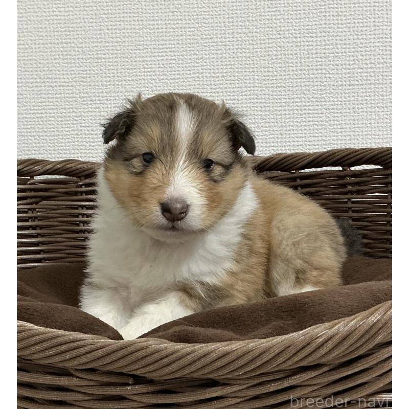 成約済の神奈川県のシェットランドシープドッグ(シェルティ)-439350の7枚目