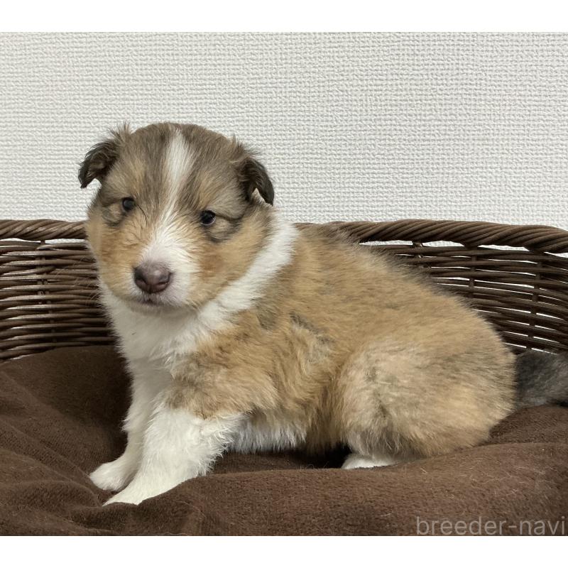 成約済の神奈川県のシェットランドシープドッグ(シェルティ)-439350の6枚目