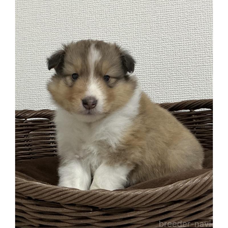成約済の神奈川県のシェットランドシープドッグ(シェルティ)-439350の2枚目