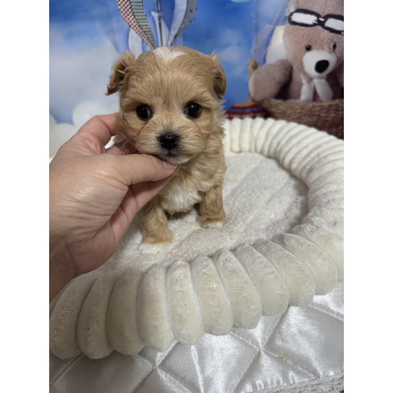 成約済の埼玉県のマルプー:マルチーズ×トイプードル-439575の4枚目