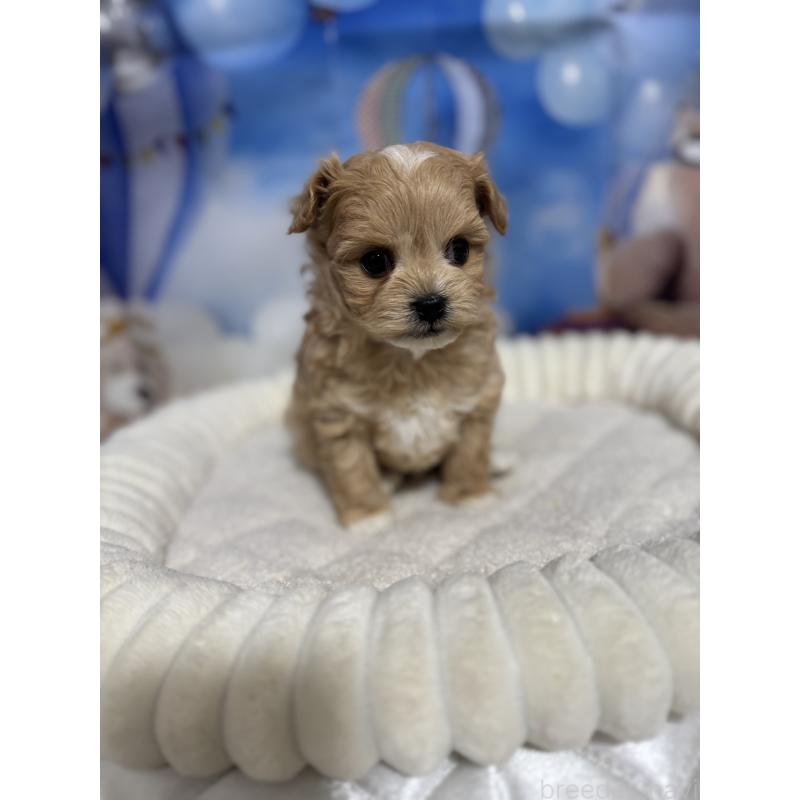 成約済の埼玉県のマルプー:マルチーズ×トイプードル-439575の3枚目