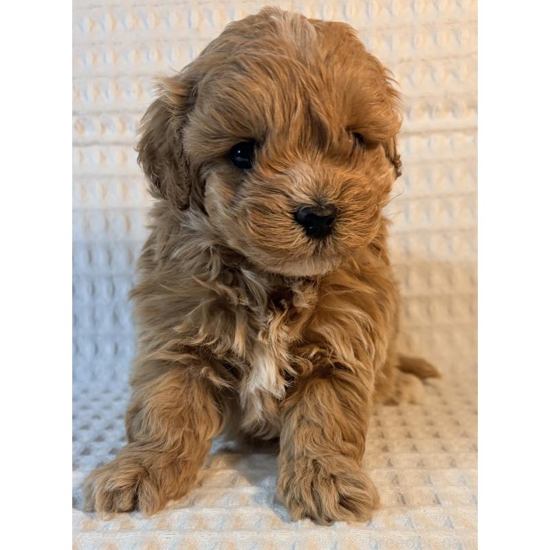 成約済の埼玉県のマルプー:マルチーズ×トイプードル-440968の3枚目