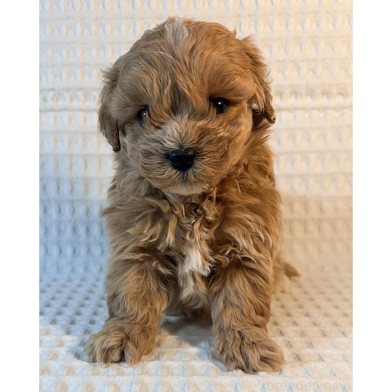 成約済の埼玉県のマルプー:マルチーズ×トイプードル-440968の2枚目