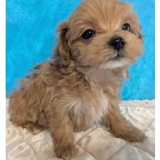 ♀︎マルプー:マルチーズ×トイプードル