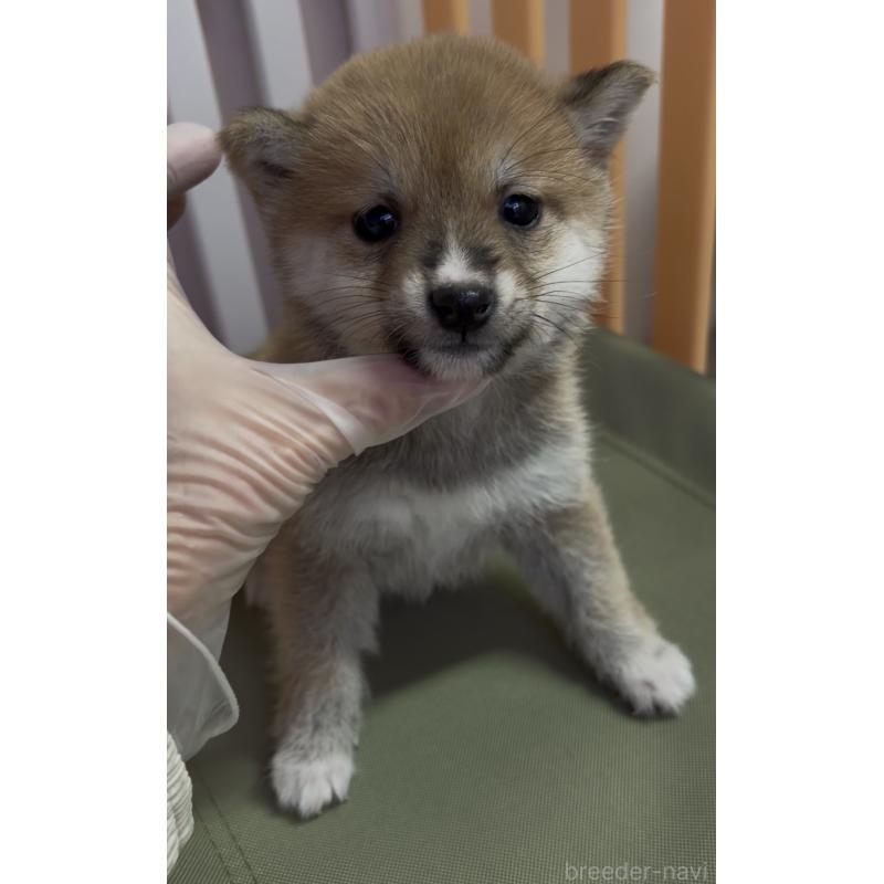 成約済の愛知県の豆柴-436595の5枚目