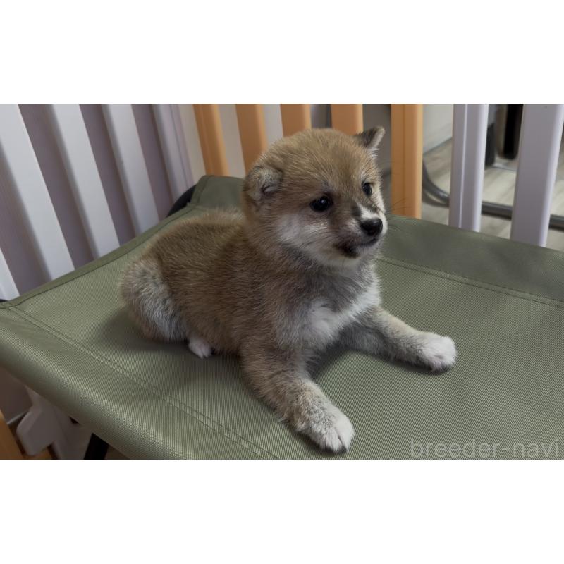 成約済の愛知県の豆柴-436595の3枚目