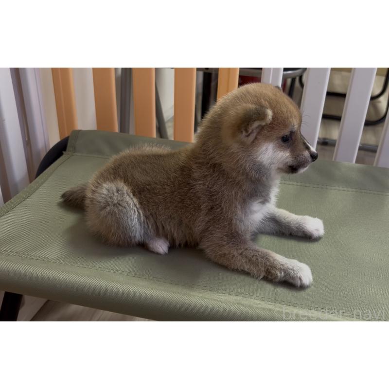 成約済の愛知県の豆柴-436595の2枚目