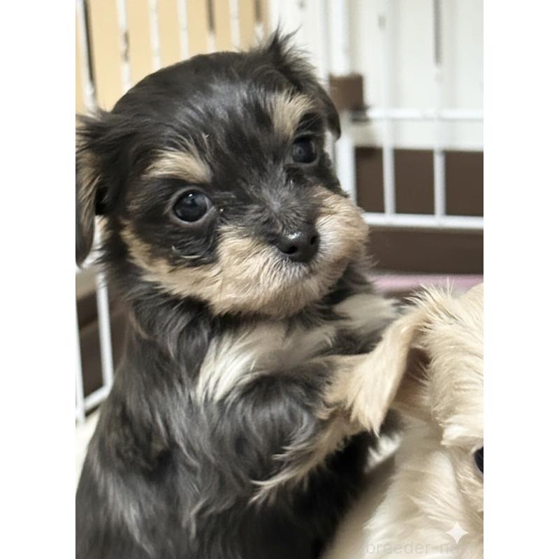 成約済の群馬県のチワプー:チワワ×トイプードル-440666の5枚目