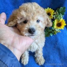 ♀︎トイプードル