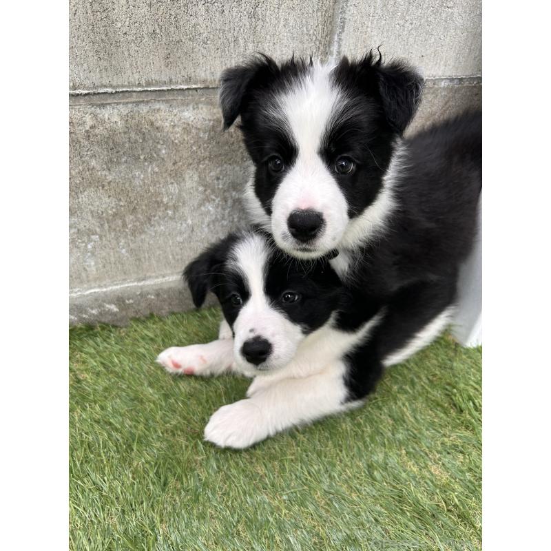 川瀬利奈ブリーダーの詳細