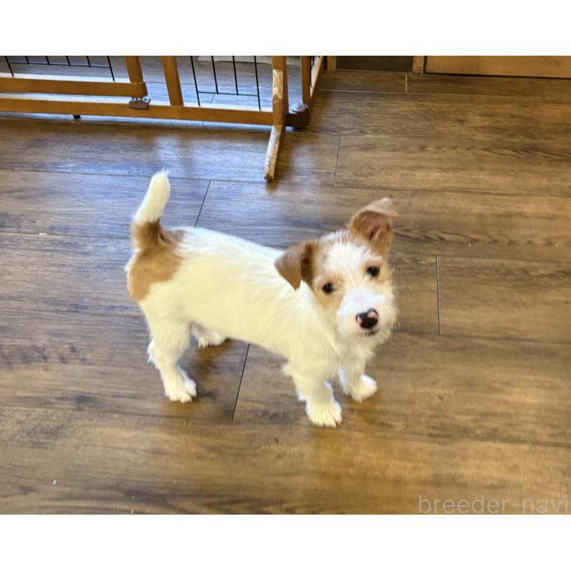 成約済の京都府のジャックラッセルテリア-422303の4枚目