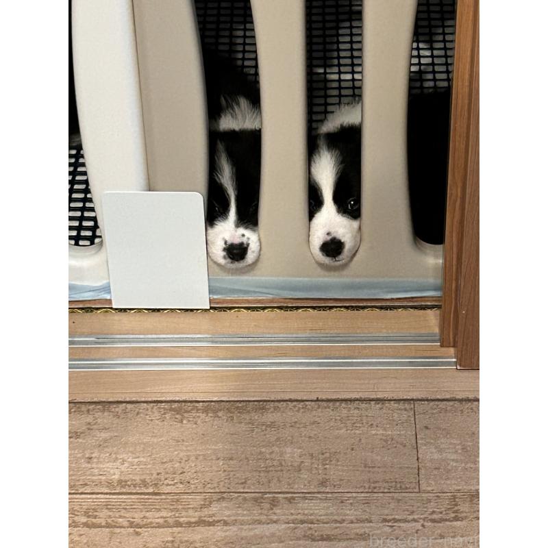 川瀬利奈ブリーダーの詳細の1枚目