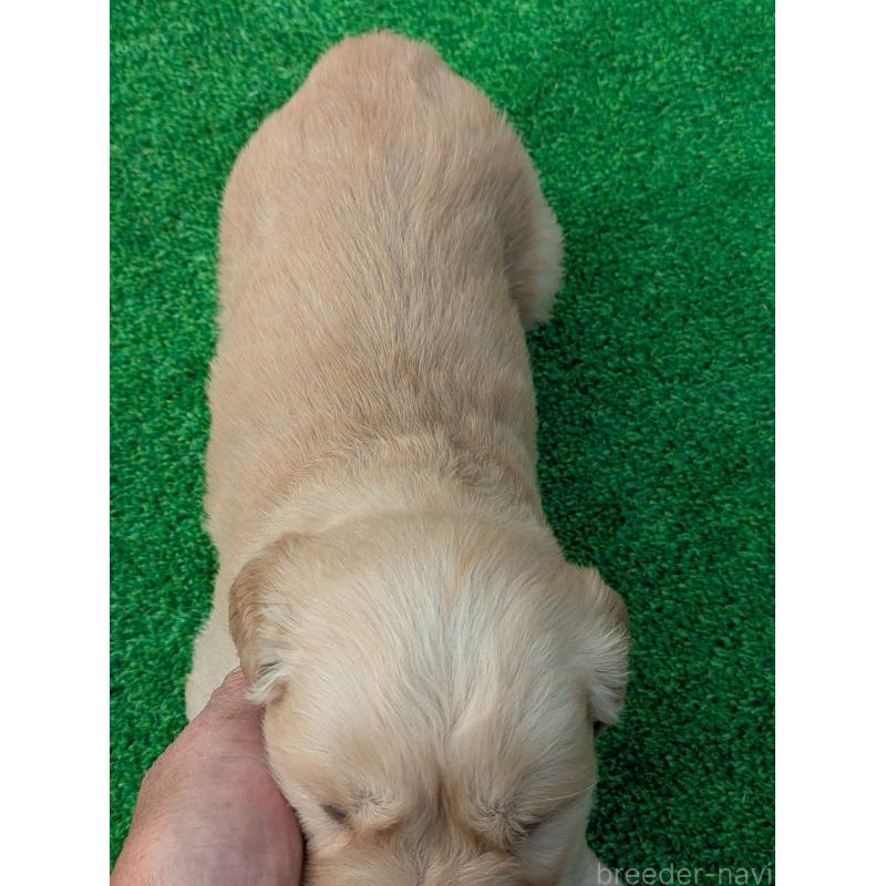 成約済の鹿児島県のゴールデンレトリーバー-438063の5枚目