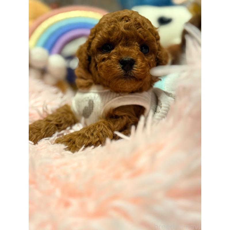 成約済の山形県のトイプードル-440275の3枚目