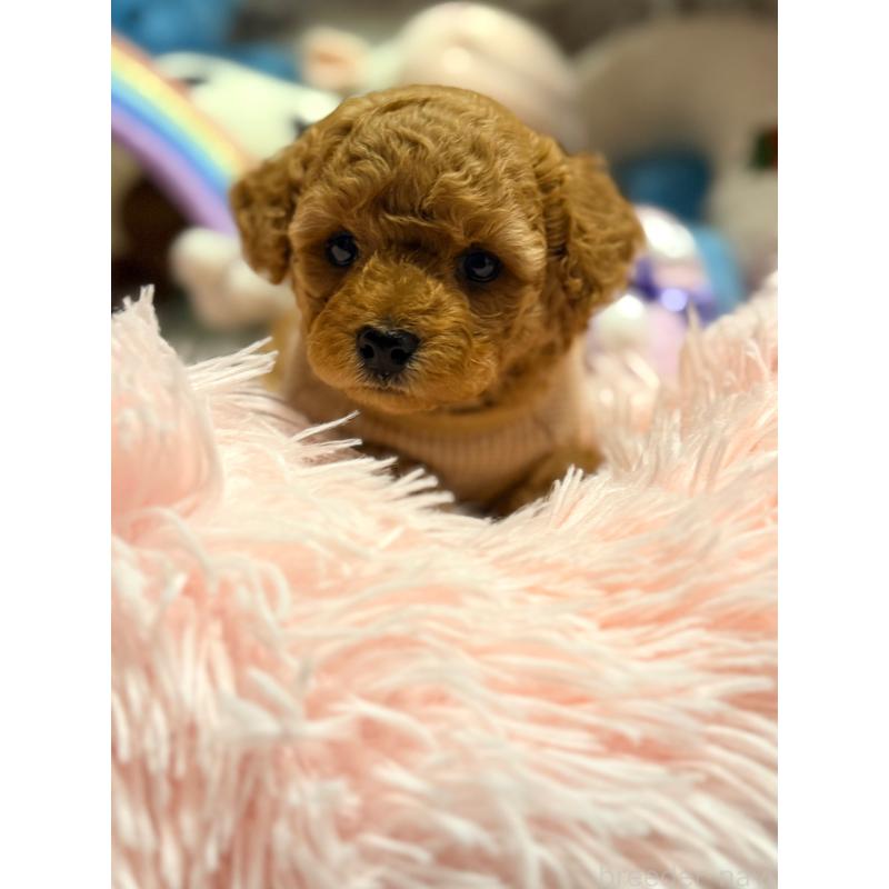 成約済の山形県のトイプードル-440278の3枚目