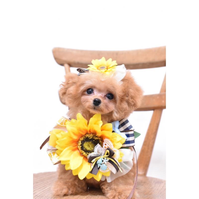 土居正夫ブリーダーの詳細の1枚目