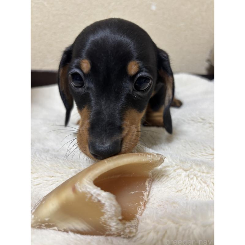 成約済の茨城県のミニチュアダックスフンド(スムースヘアード)-440538の2枚目