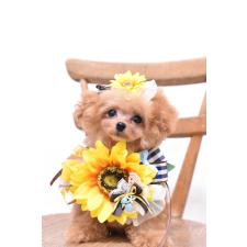 土居正夫ブリーダー