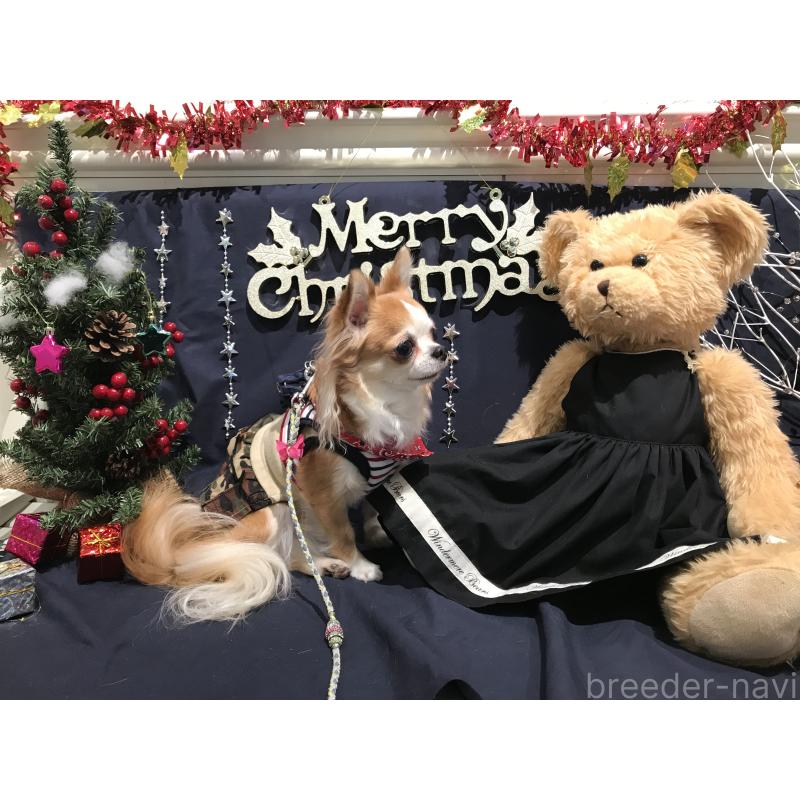 細川翌香ブリーダーの詳細