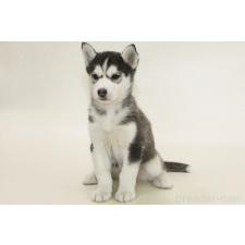 ♀︎シベリアンハスキー