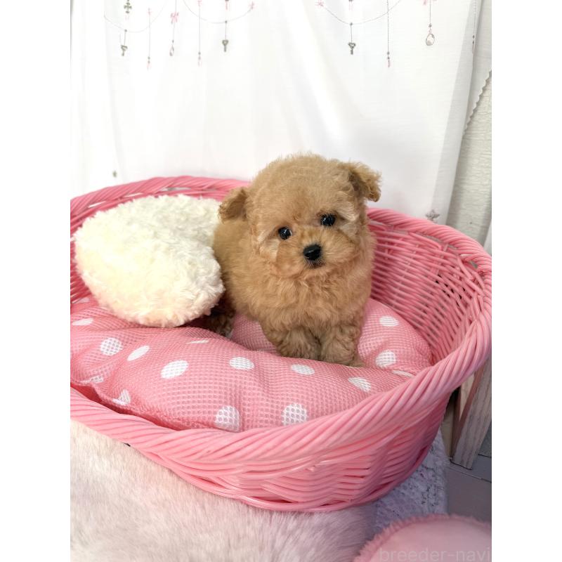 成約済の大阪府のティーカッププードル-439885の7枚目